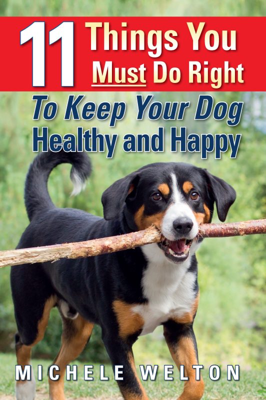 11 Things You Must Do Right to Keep Your Dog Healthy and Happy